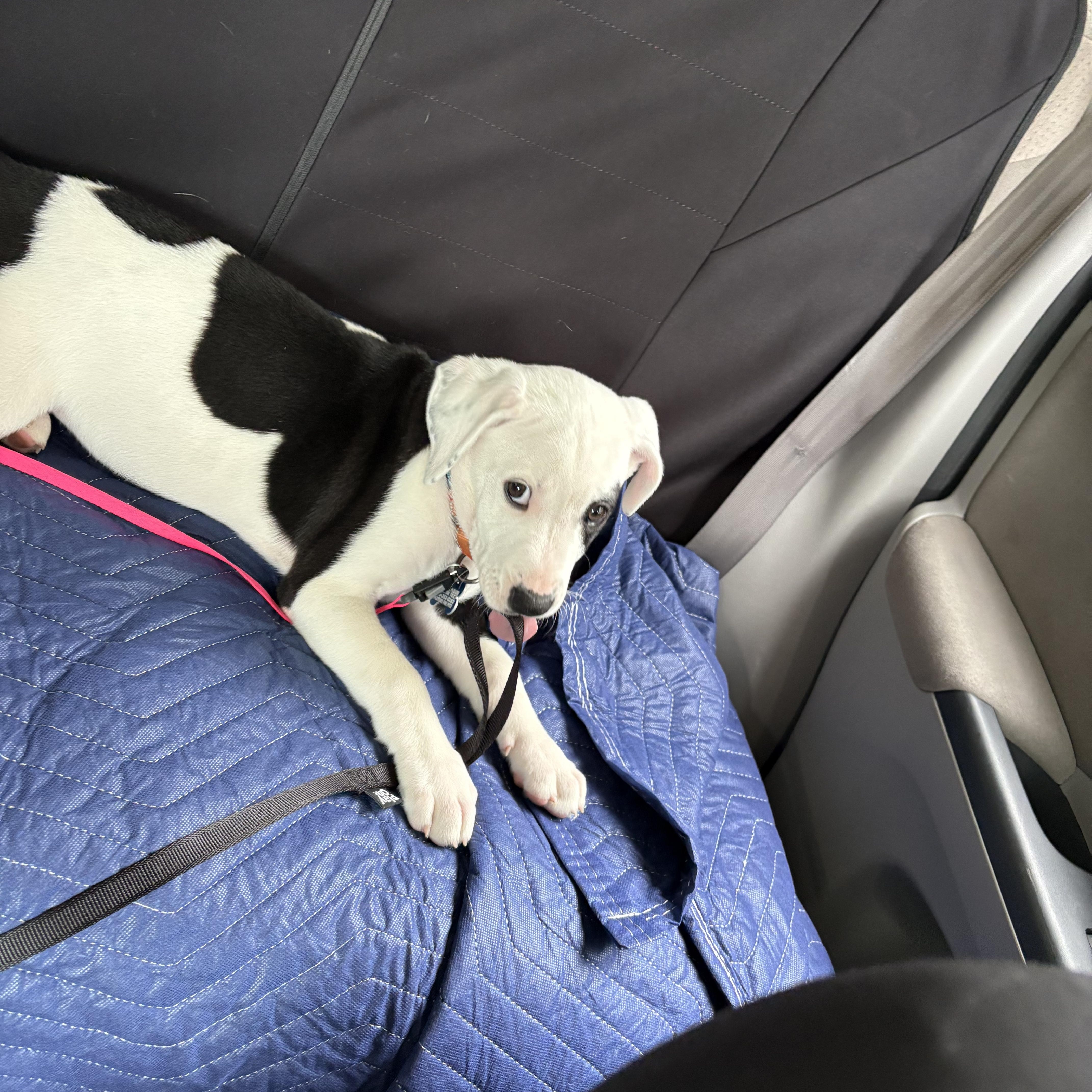 Nurse Dana Evans, an adopted mixed breed in Warrenville, IL image 4/4