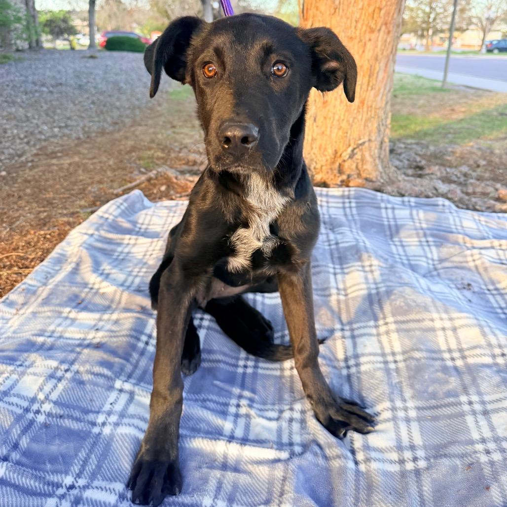 565 (2026) Cassie, Adoptable, Young Female Australian Cattle Dog / Blue Heeler & Mixed Breed.