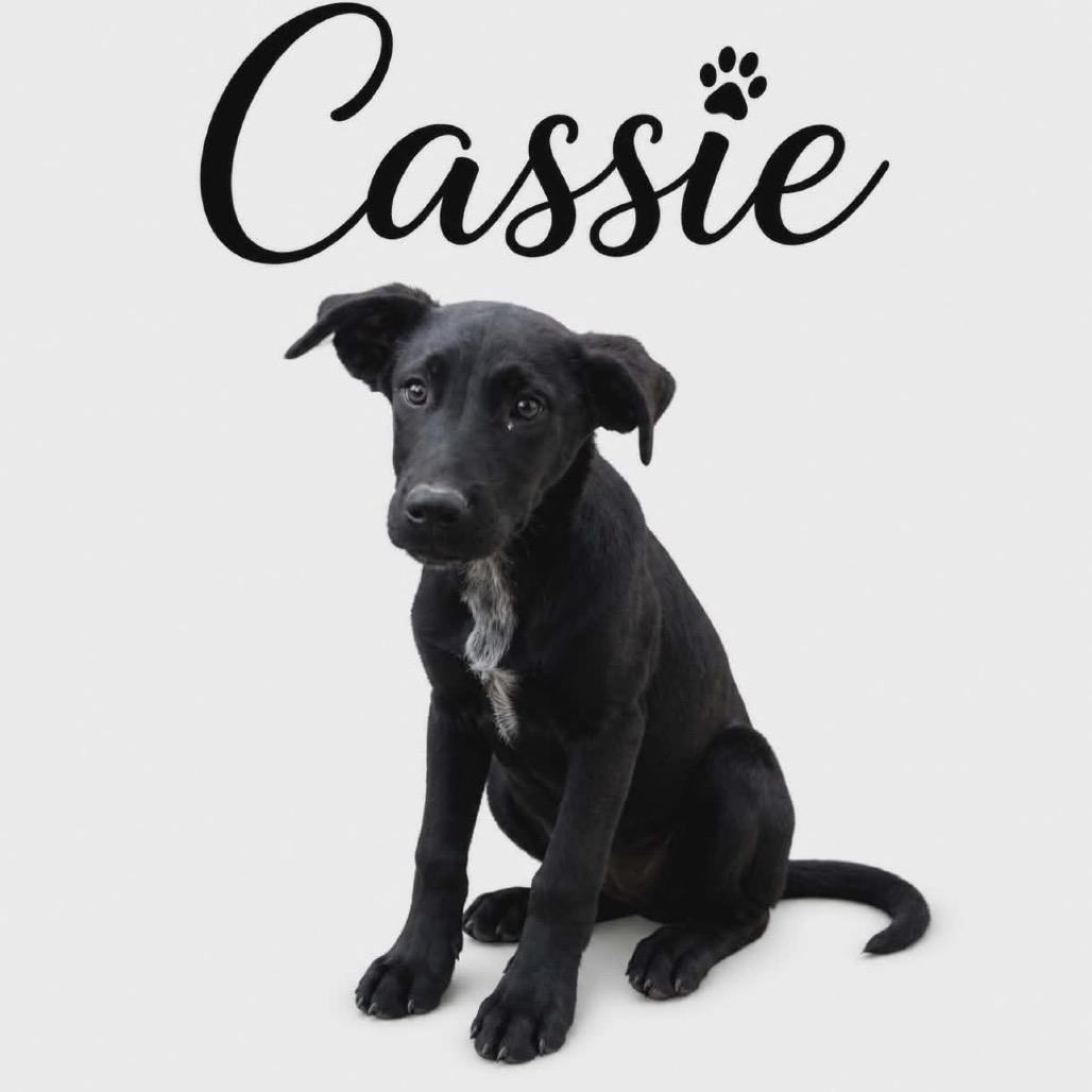 565 (2026) Cassie, a Adoptable mixed breed in Parker, CO image 2/6