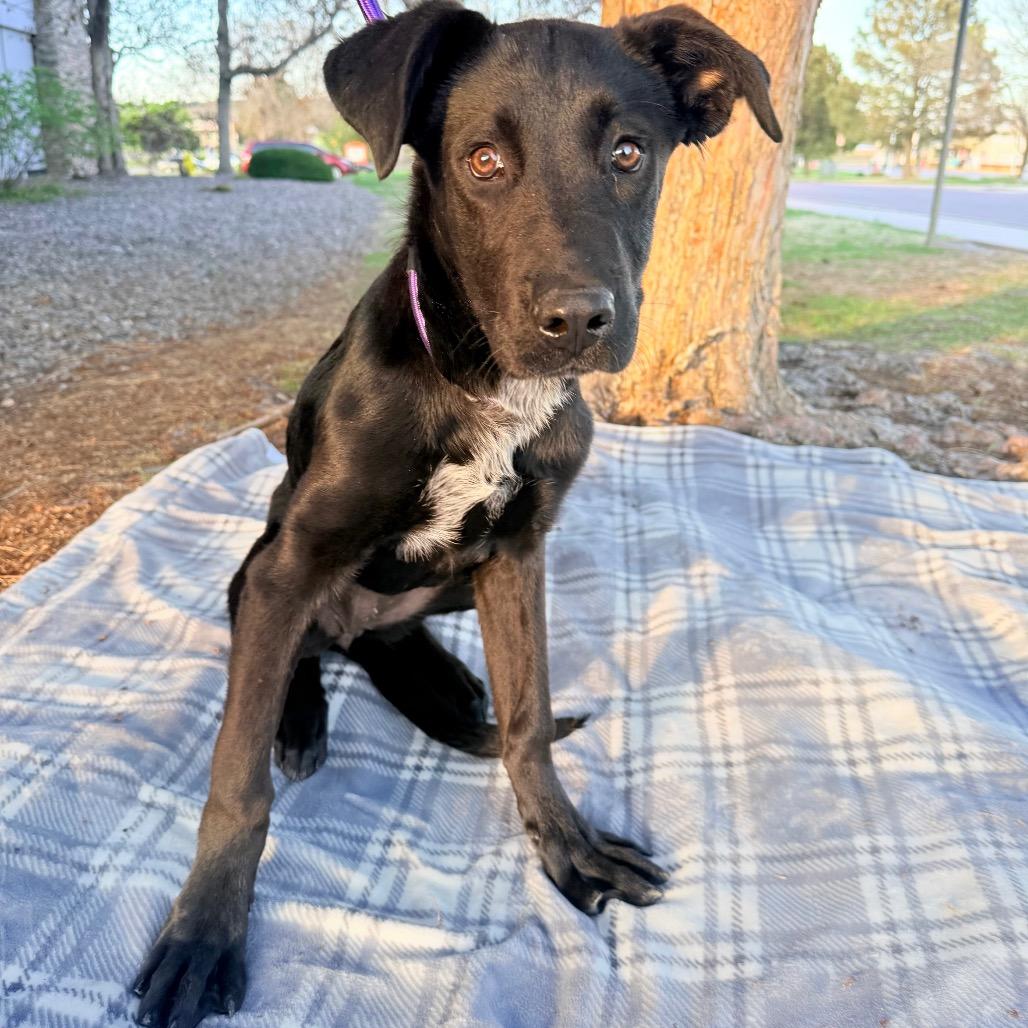 565 (2026) Cassie, a Adoptable mixed breed in Parker, CO image 3/6