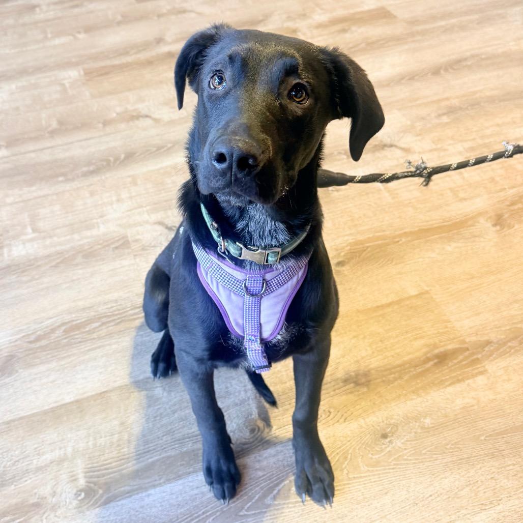 565 (2026) Cassie, a Adoptable mixed breed in Parker, CO image 4/6