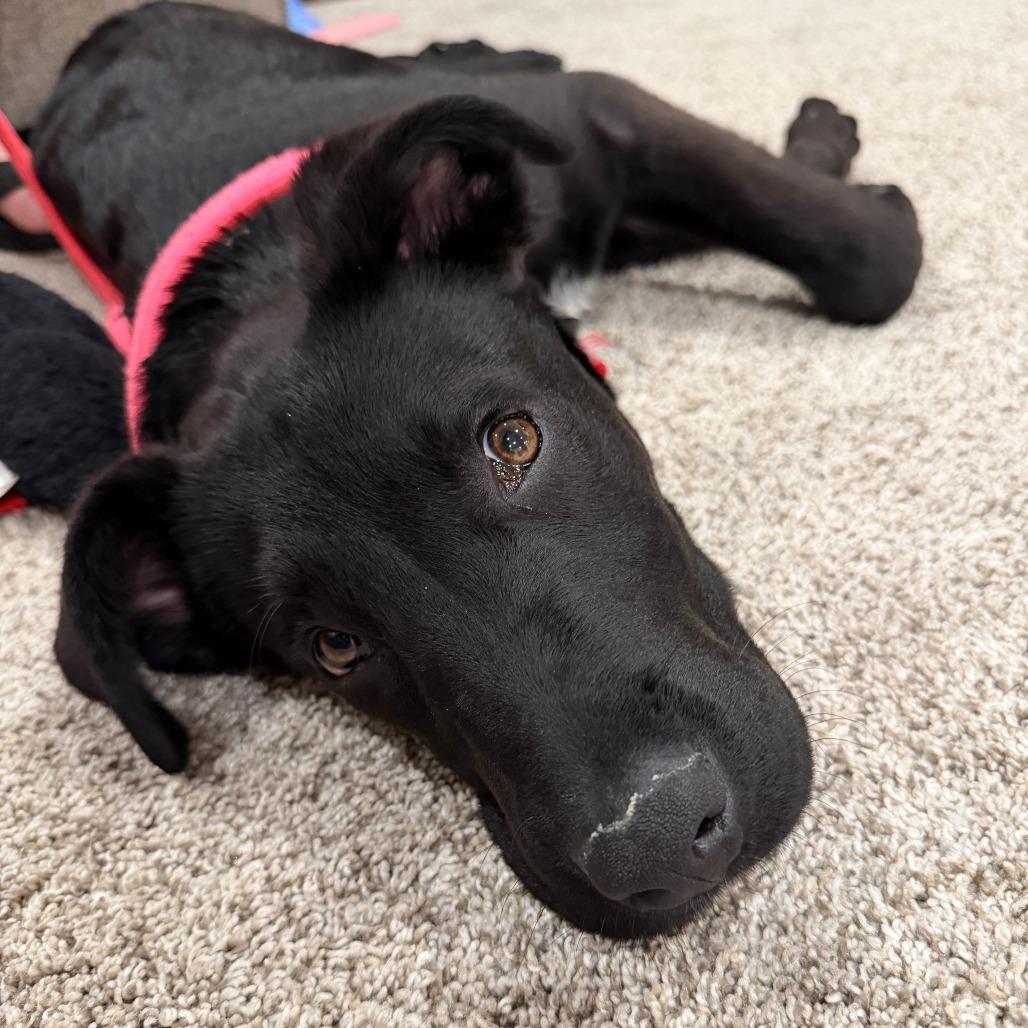 565 (2026) Cassie, a Adoptable mixed breed in Parker, CO image 6/6