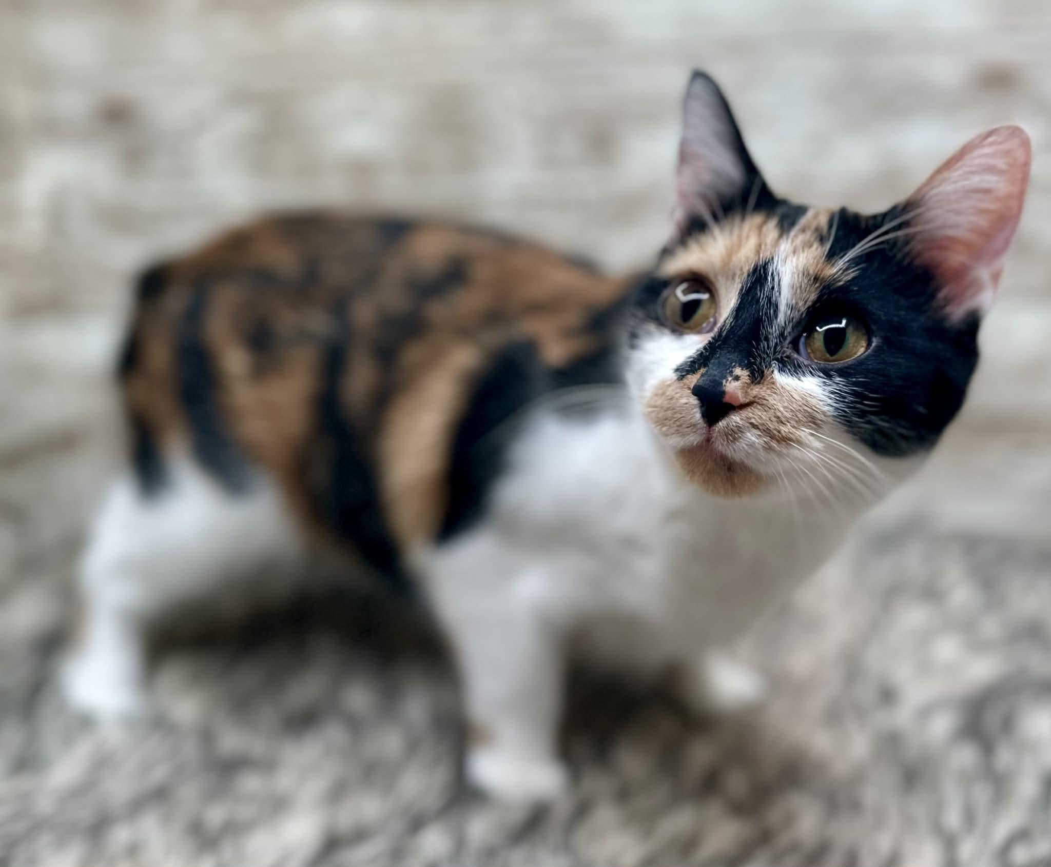 Avery, adopted, Young Female American Bobtail & Domestic Short Hair.