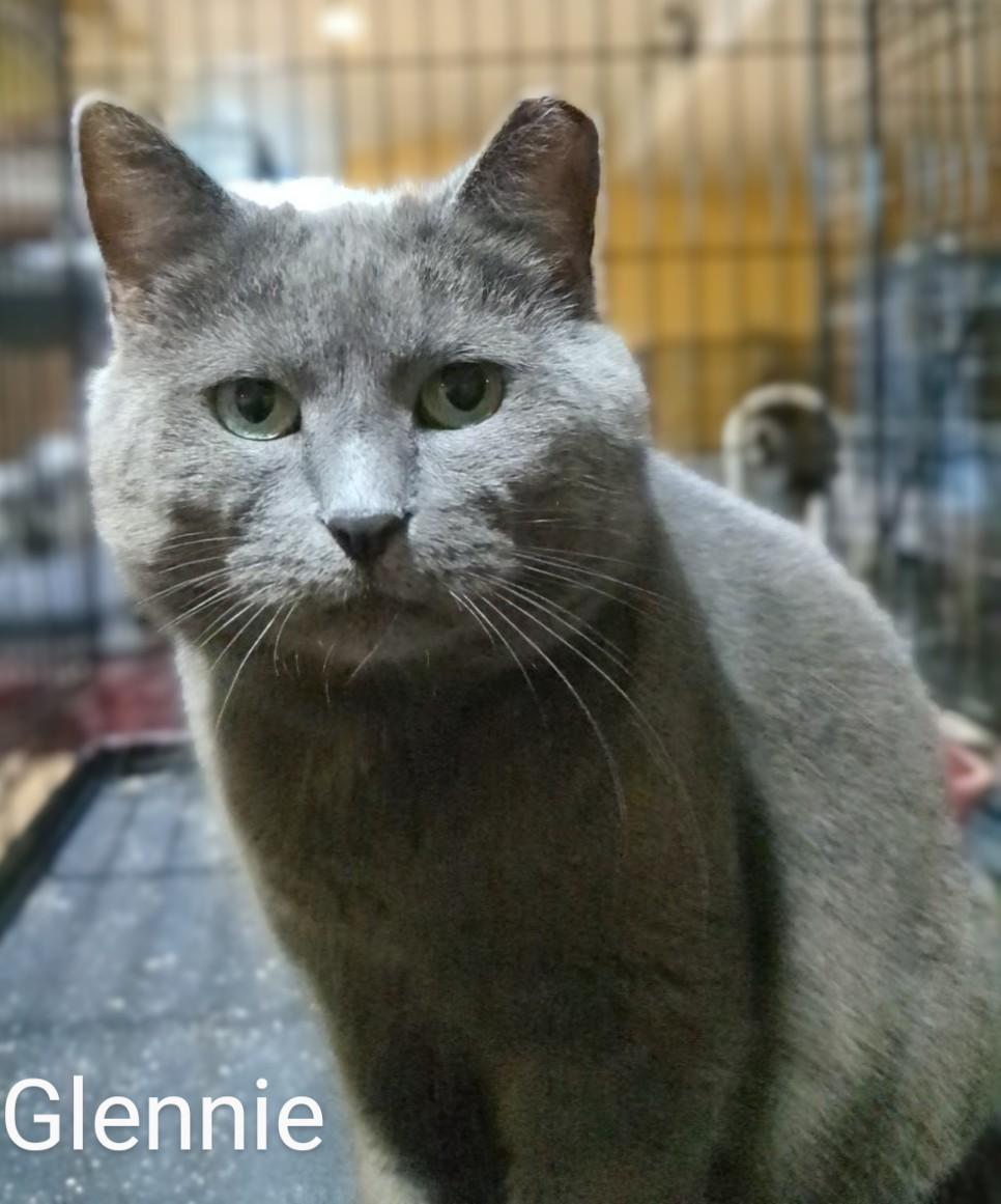 Glennie, Adoptable, Adult Female Domestic Short Hair.