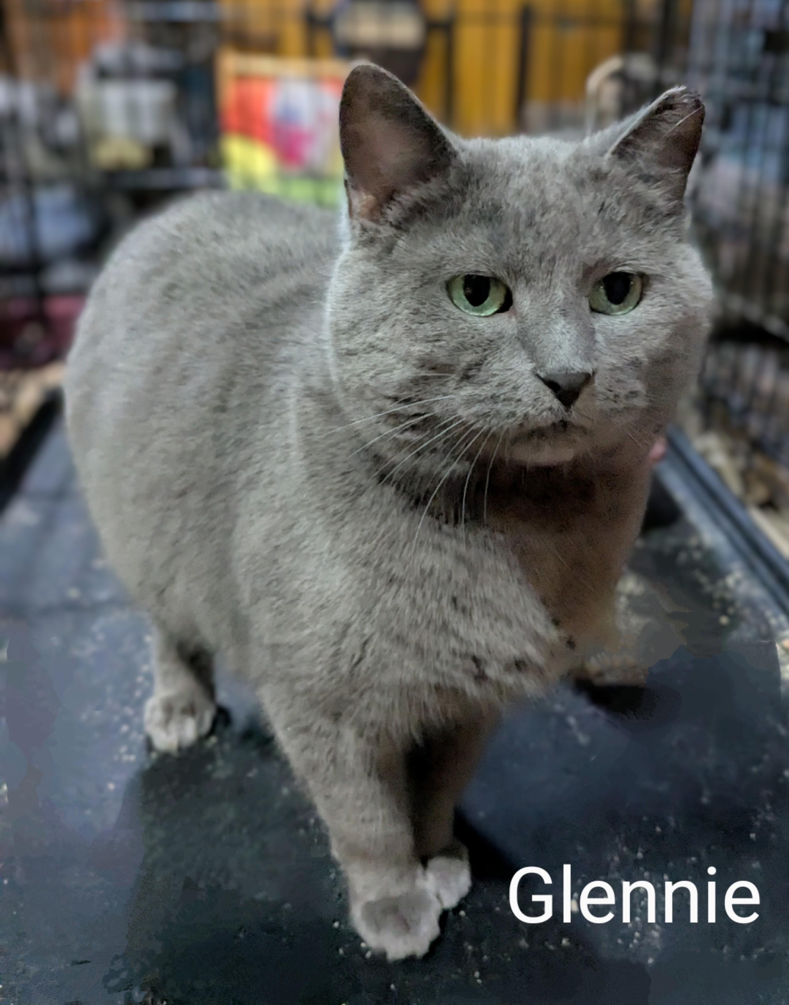 Glennie — thumbnail 2