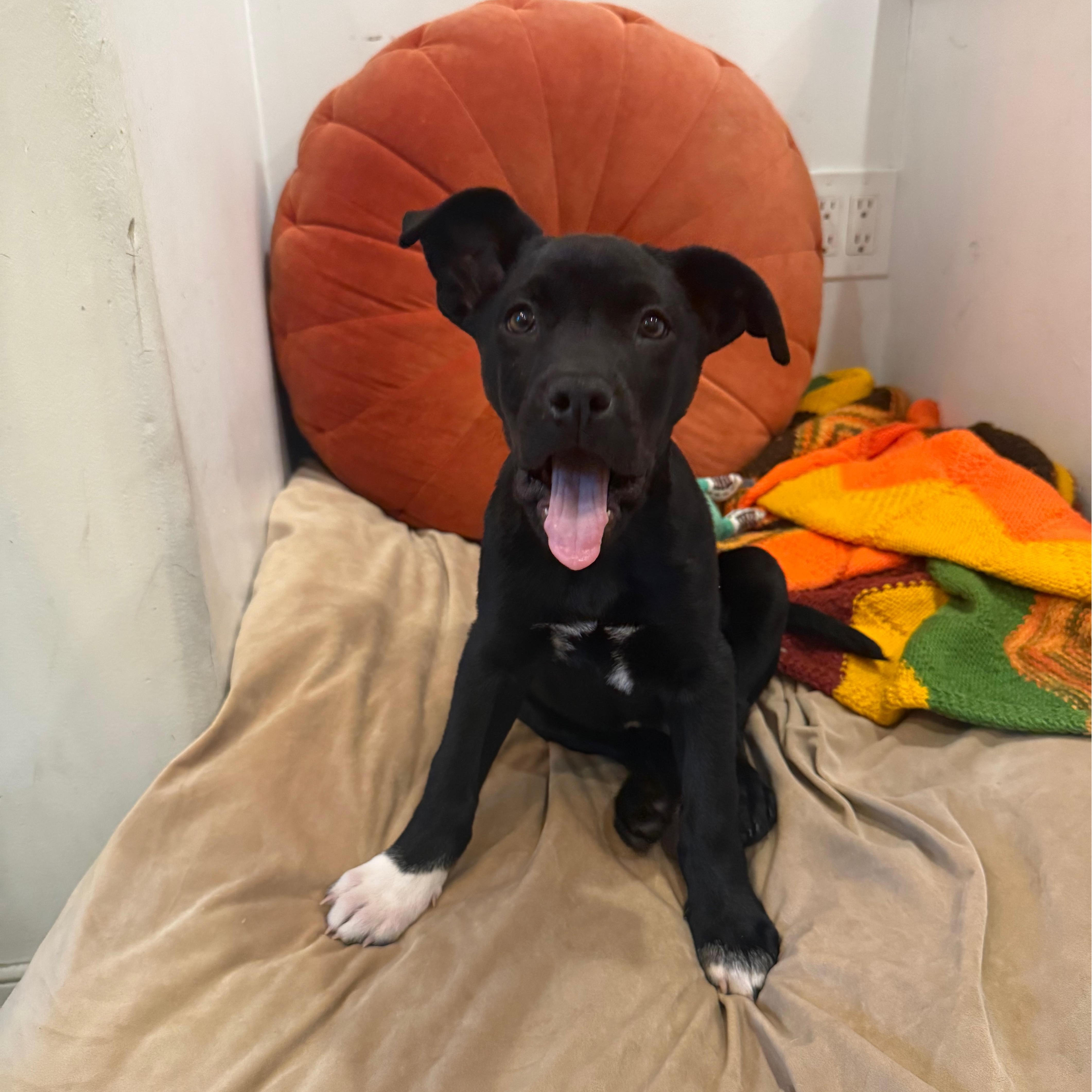 Enlarge Shane, a Adoptable mixed breed in San Diego, CA image 4/4