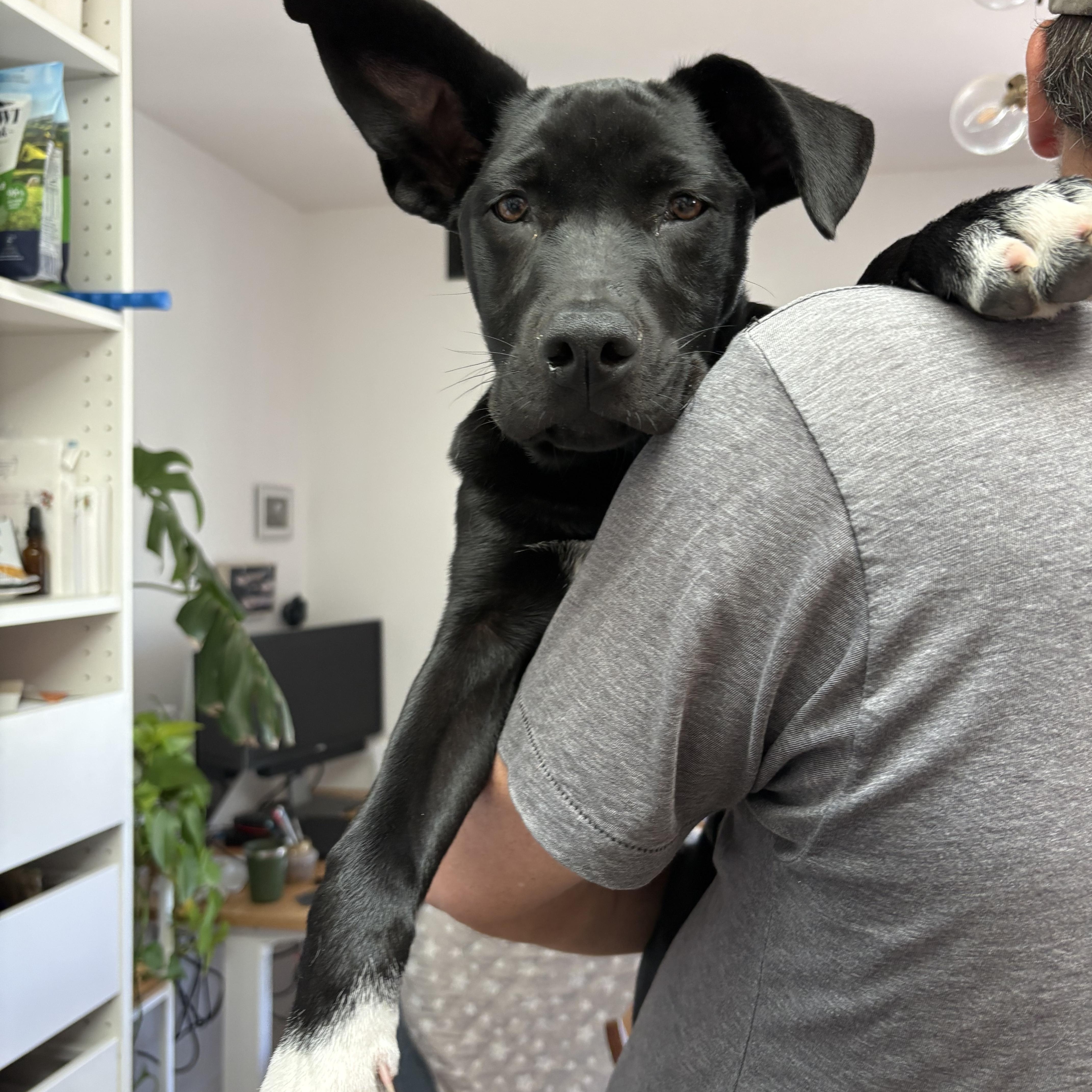 Enlarge Shane, a Adoptable mixed breed in San Diego, CA image 2/4