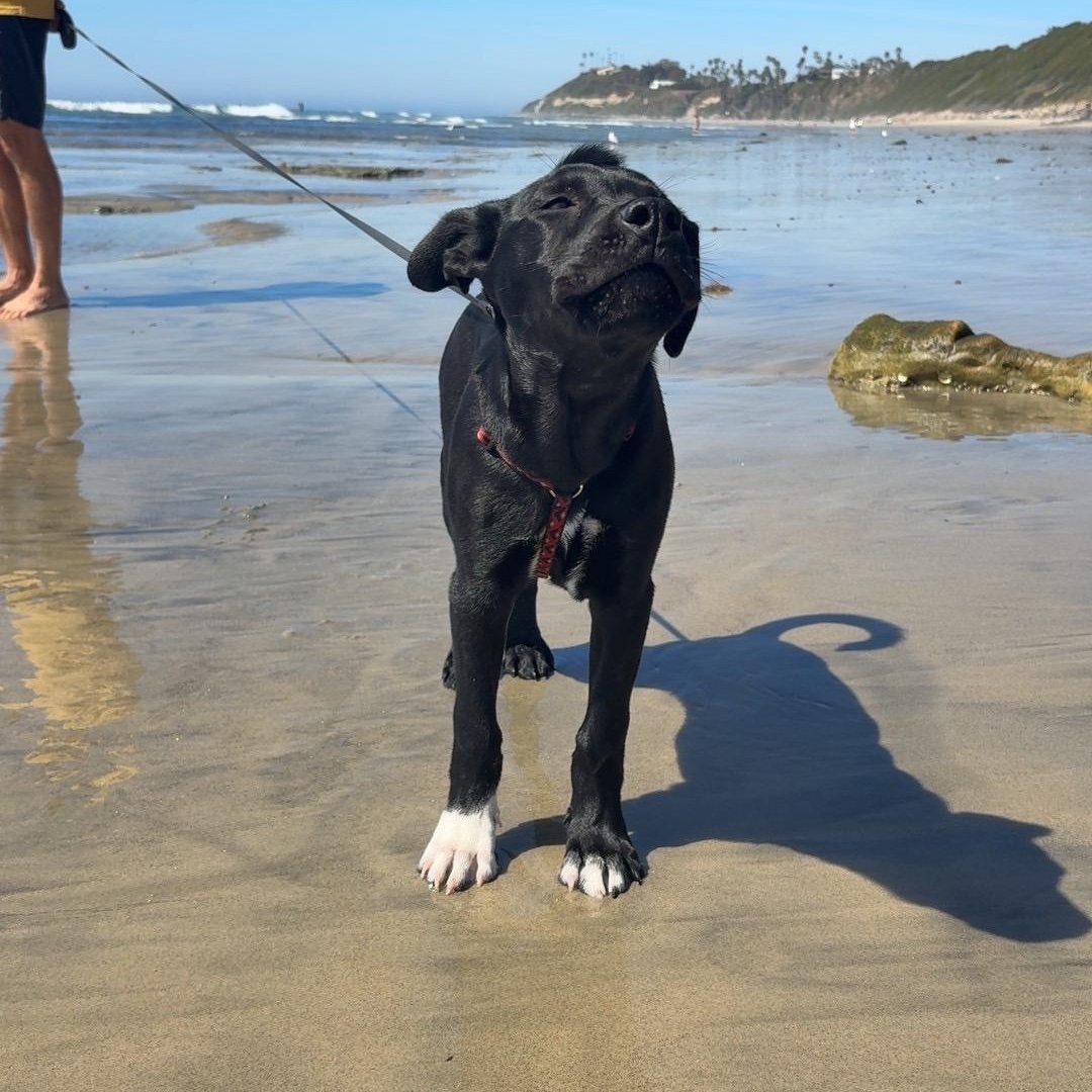 Enlarge Shane, a Adoptable mixed breed in San Diego, CA image 3/4