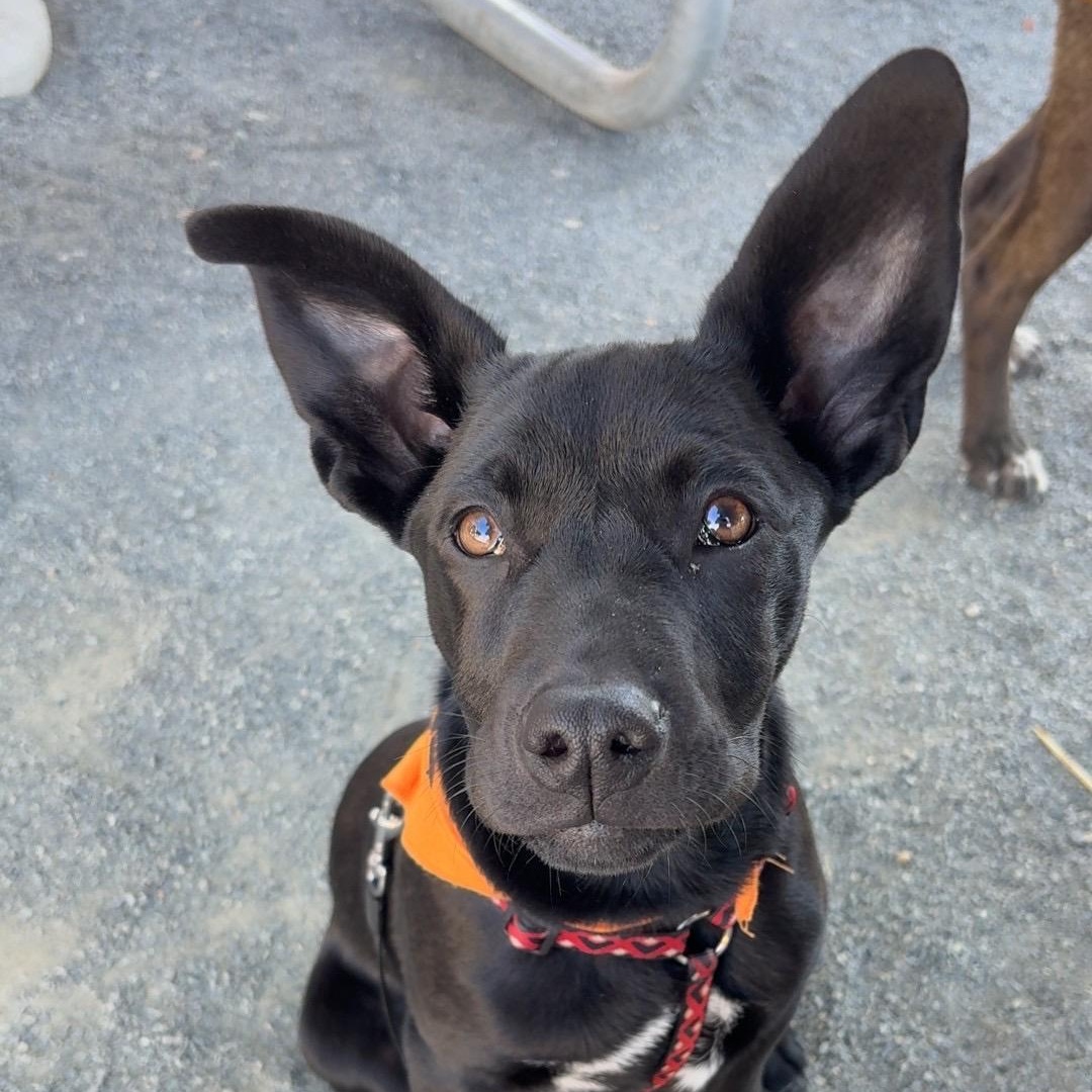 Shane, Adoptable, Puppy Male Labrador Retriever.