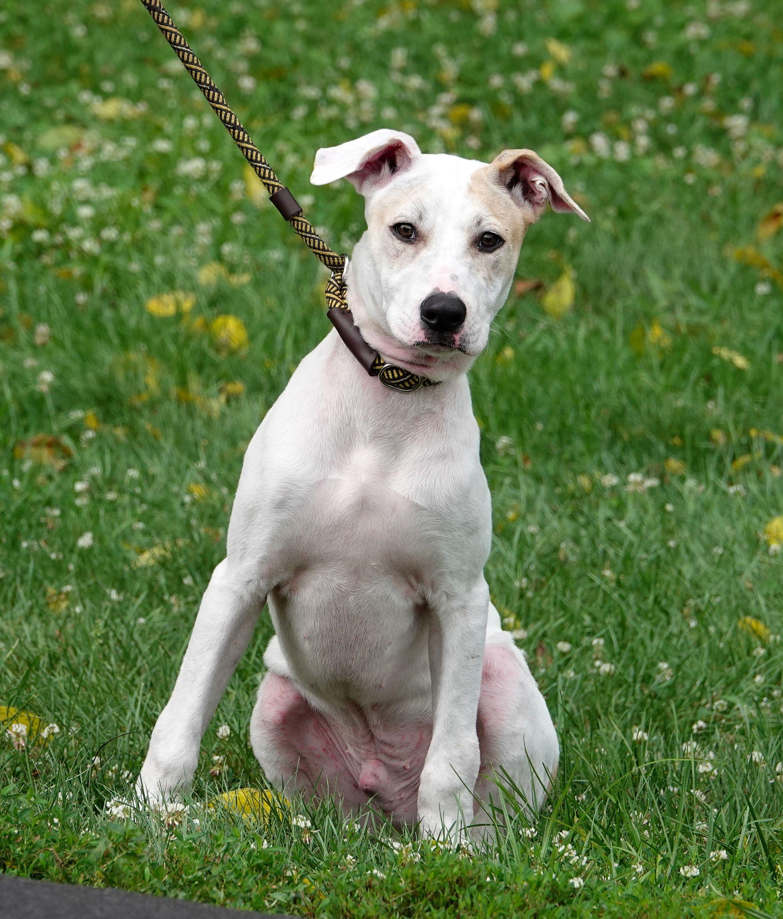 Goat - UPDATED INFO, a ADOPTABLE mixed breed in Millfield, OH image 4/4