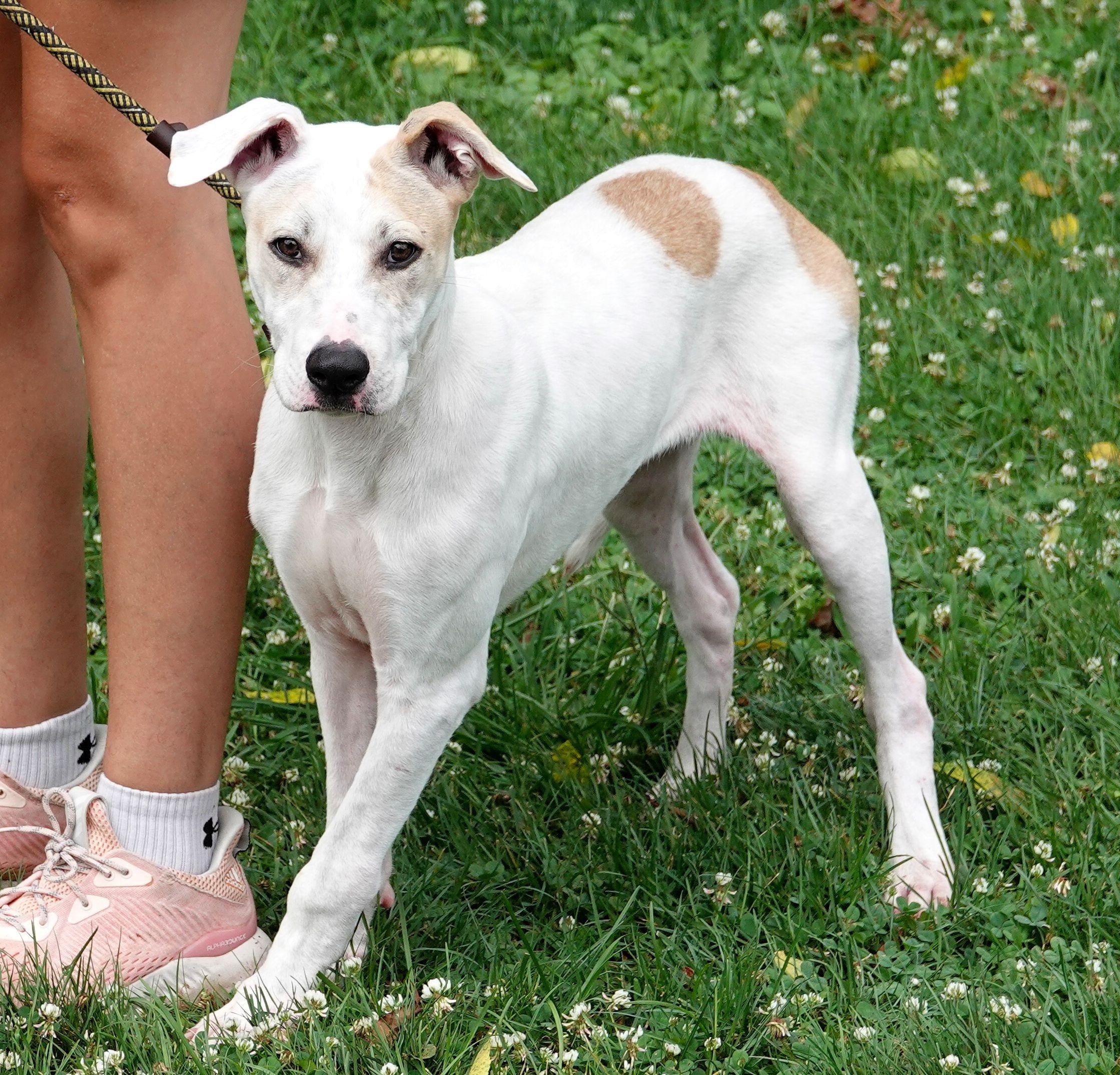 Goat - UPDATED INFO, a ADOPTABLE mixed breed in Millfield, OH image 3/4