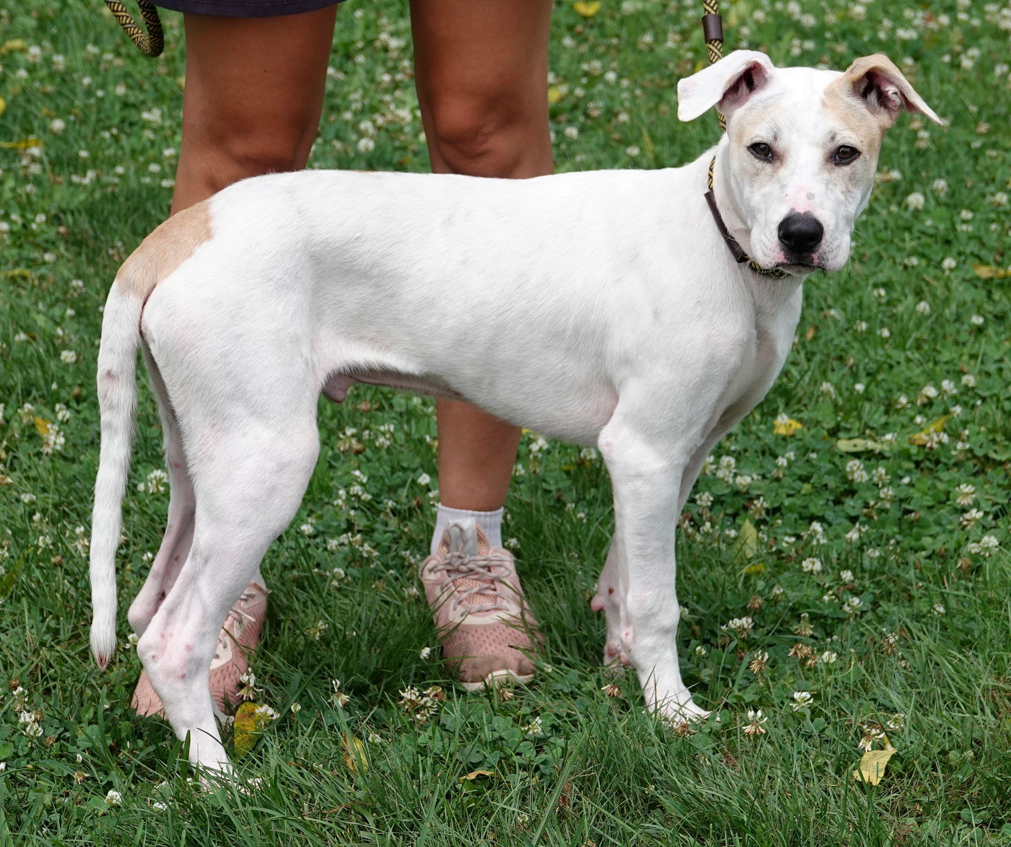Goat - UPDATED INFO, a ADOPTABLE mixed breed in Millfield, OH image 2/4