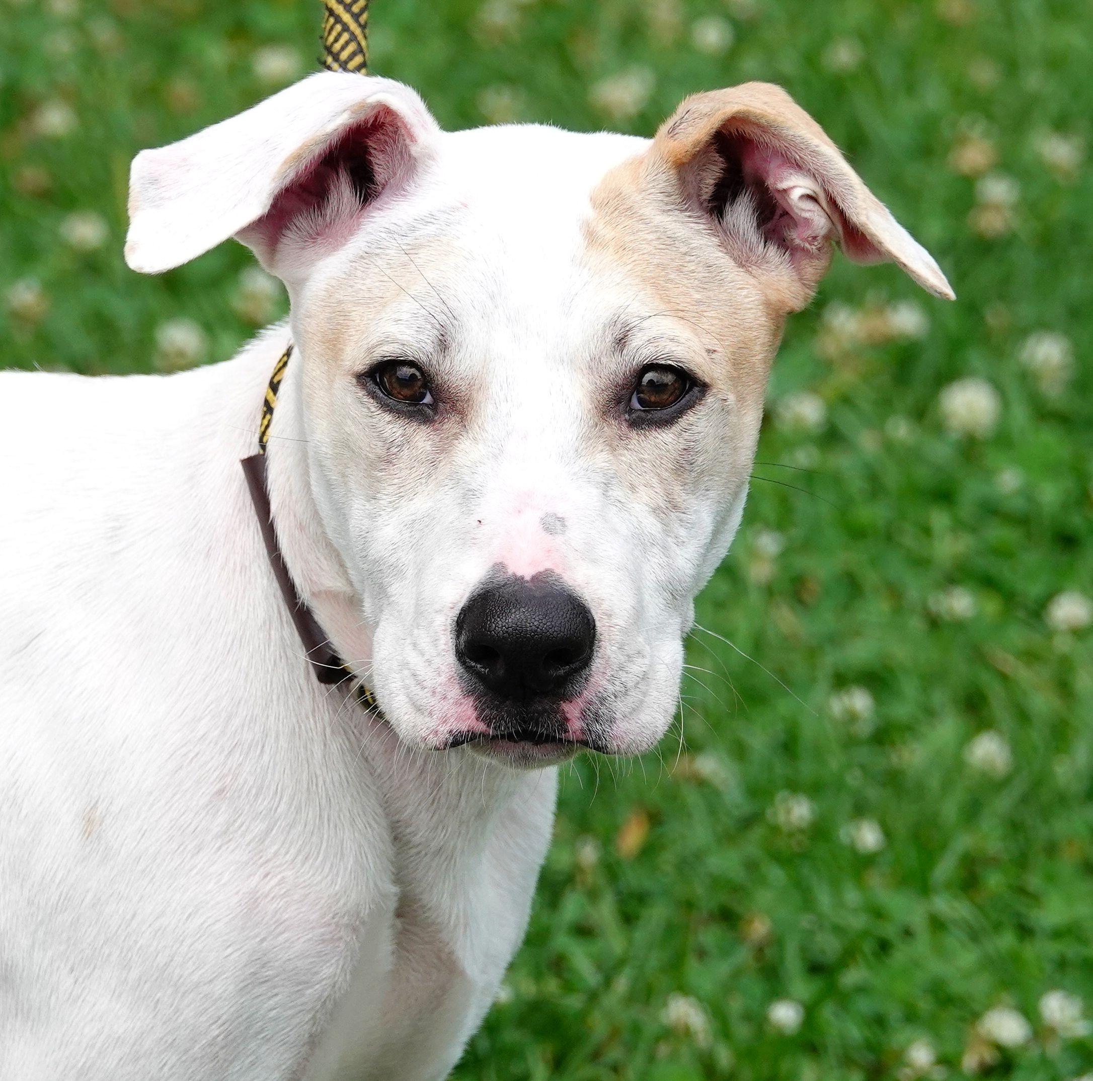 Goat - UPDATED INFO, ADOPTABLE, Young Male Labrador Retriever.