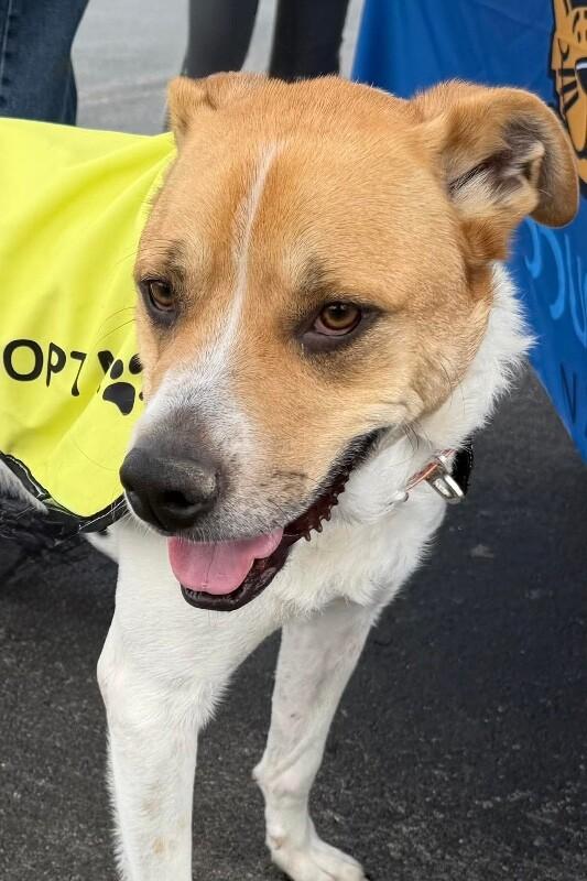 Enlarge Maxwell, a Adoptable mixed breed in Maryville, TN image 1/6