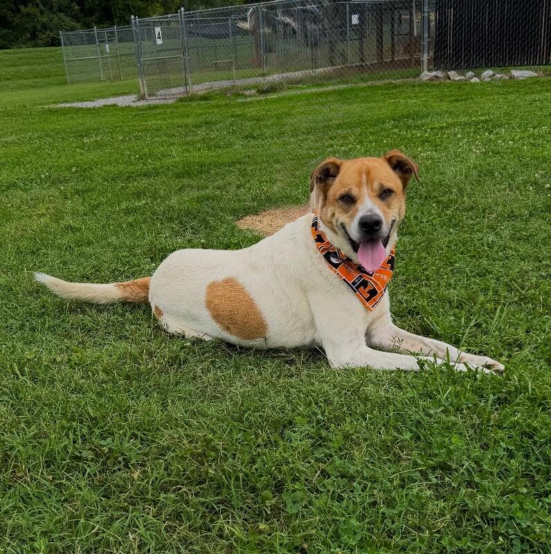 Maxwell, Adoptable, Adult Male Coonhound & Foxhound.