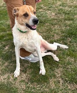 Enlarge Maxwell, a Adoptable mixed breed in Maryville, TN image 2/6