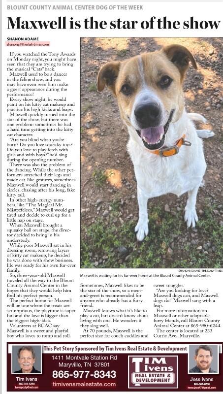 Enlarge Maxwell, a Adoptable mixed breed in Maryville, TN image 3/6