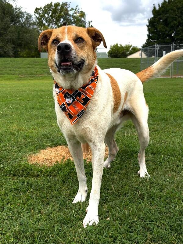 Maxwell, a Adoptable mixed breed in Maryville, TN image 2/6