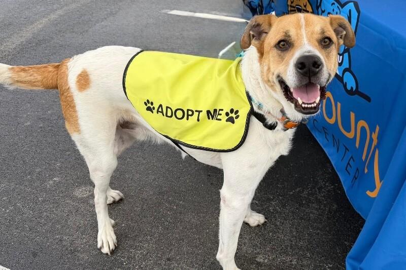 Enlarge Maxwell, a Adoptable mixed breed in Maryville, TN image 3/6
