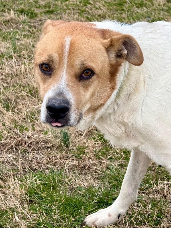 Enlarge Maxwell, a Adoptable mixed breed in Maryville, TN image 4/6