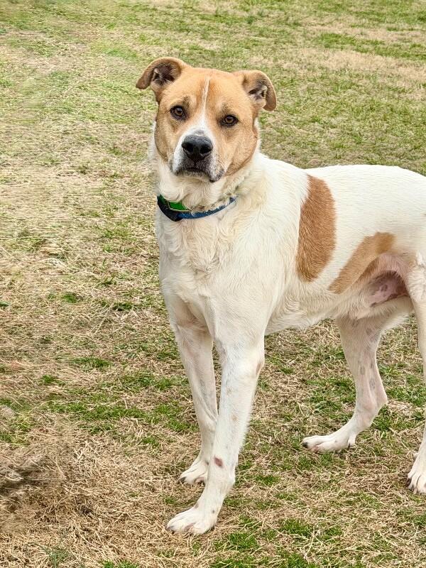 Enlarge Maxwell, a Adoptable mixed breed in Maryville, TN image 5/6