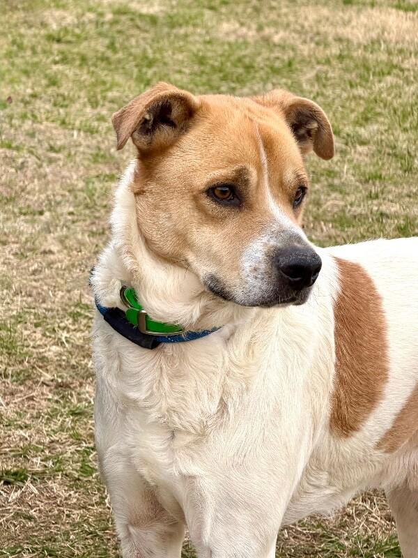 Enlarge Maxwell, a Adoptable mixed breed in Maryville, TN image 6/6