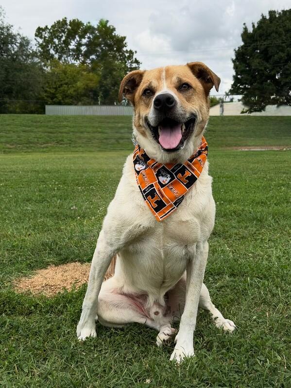 Maxwell, a Adoptable mixed breed in Maryville, TN image 4/6