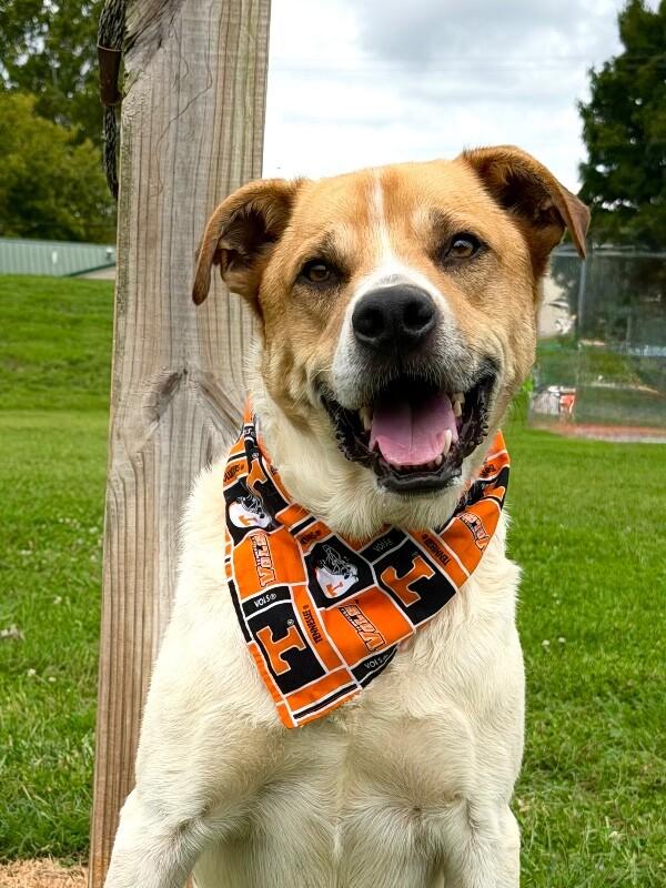 Maxwell, a Adoptable mixed breed in Maryville, TN image 5/6