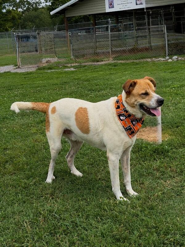 Maxwell, a Adoptable mixed breed in Maryville, TN image 6/6