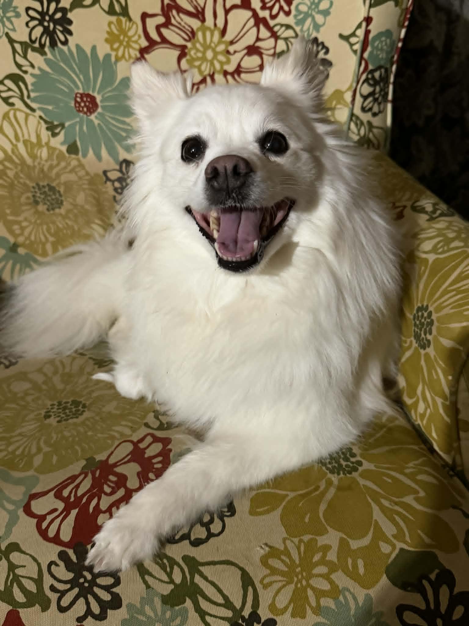 Halo, ADOPTABLE, Adult Female American Eskimo Dog.