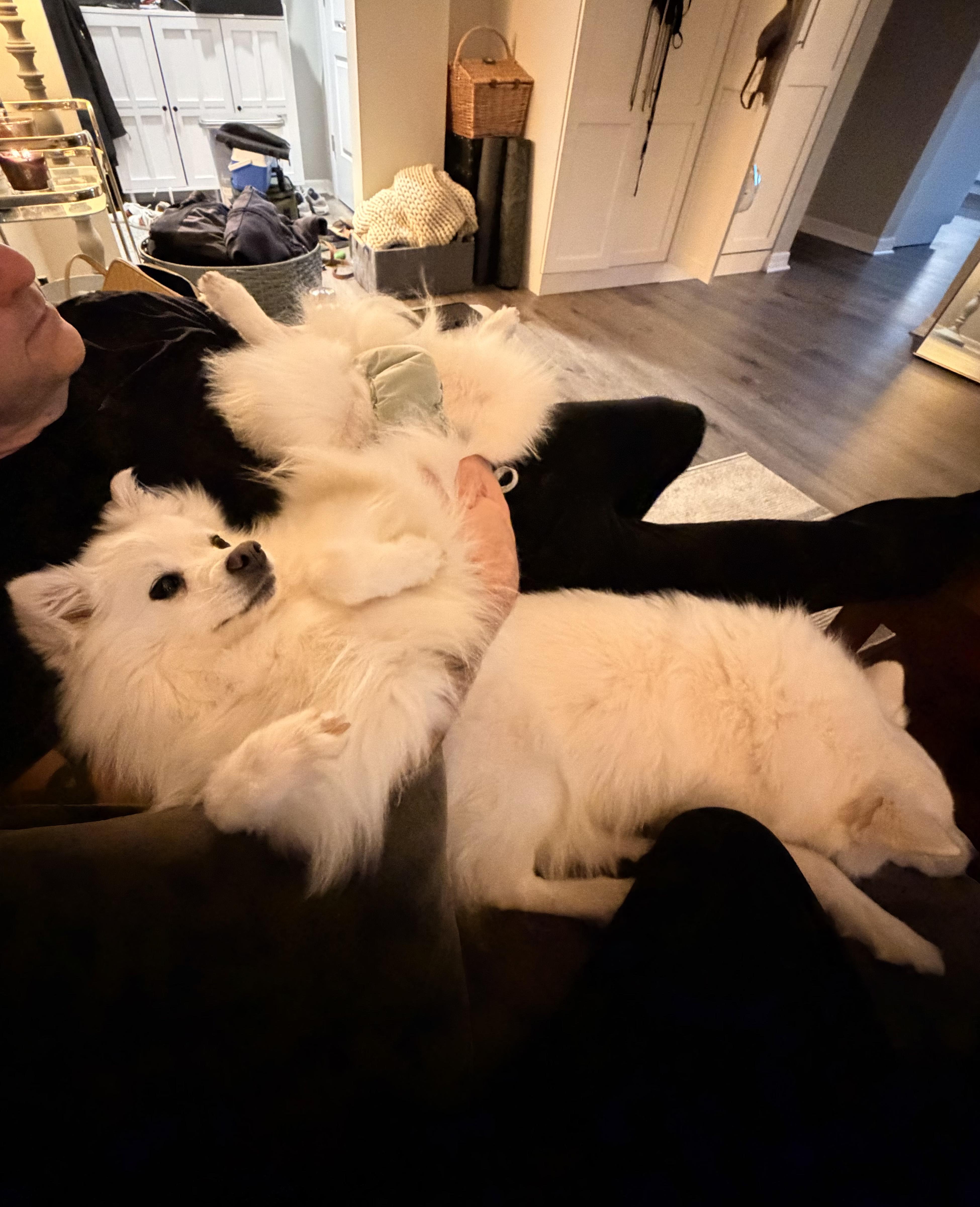 Enlarge Halo, a ADOPTABLE American Eskimo Dog in Wurtsboro, NY image 4/6