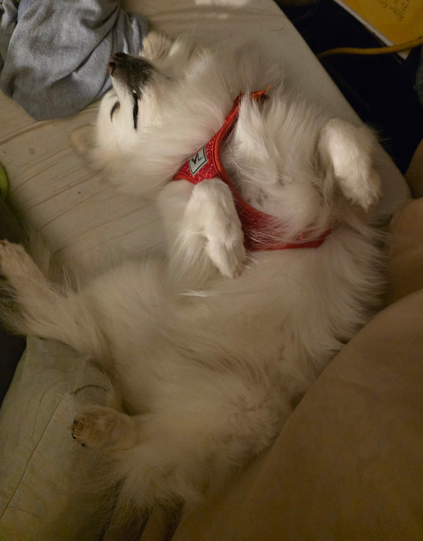 Enlarge Halo, a ADOPTABLE American Eskimo Dog in Wurtsboro, NY image 2/6