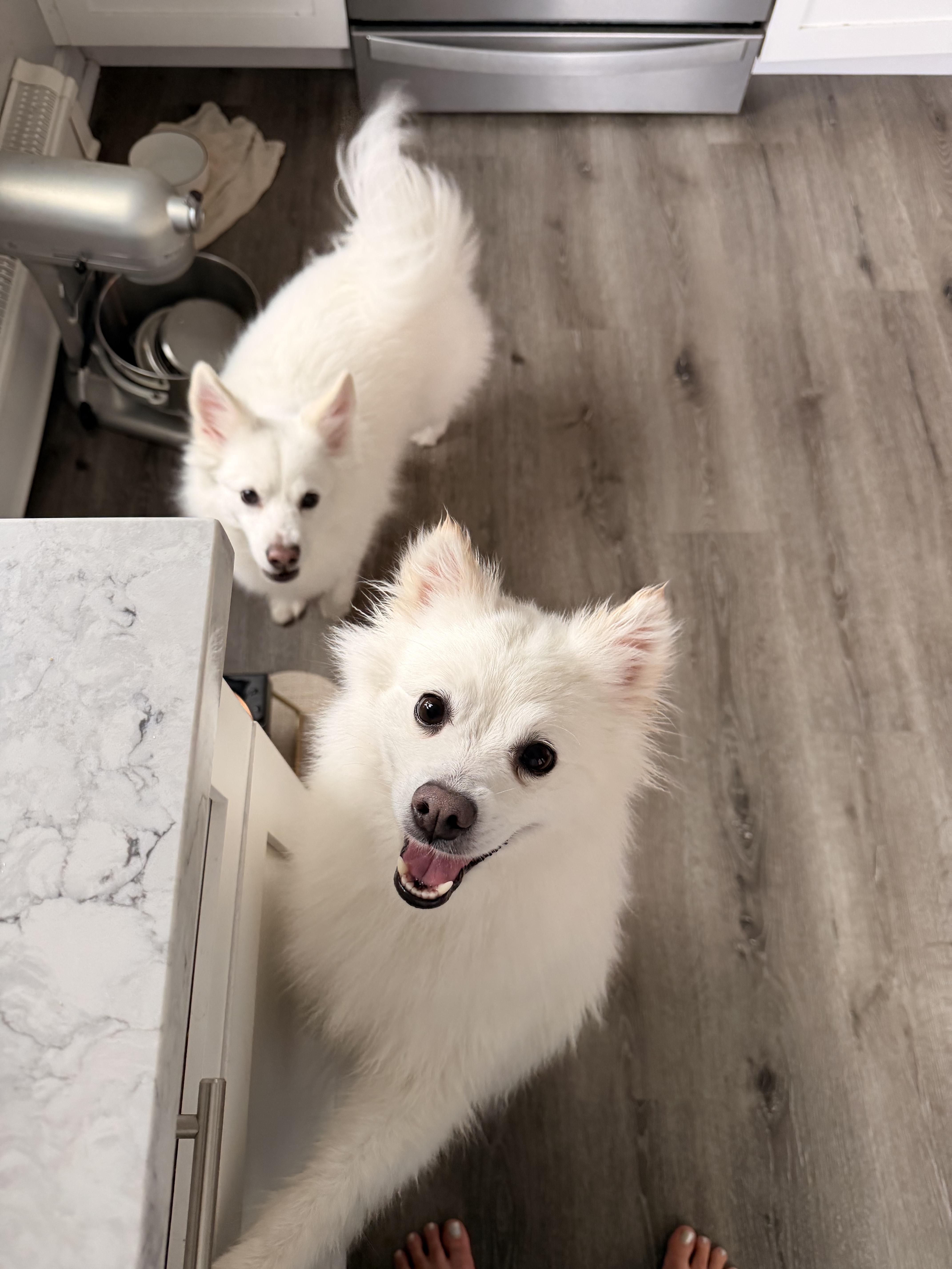 Enlarge Halo, a ADOPTABLE American Eskimo Dog in Wurtsboro, NY image 6/6