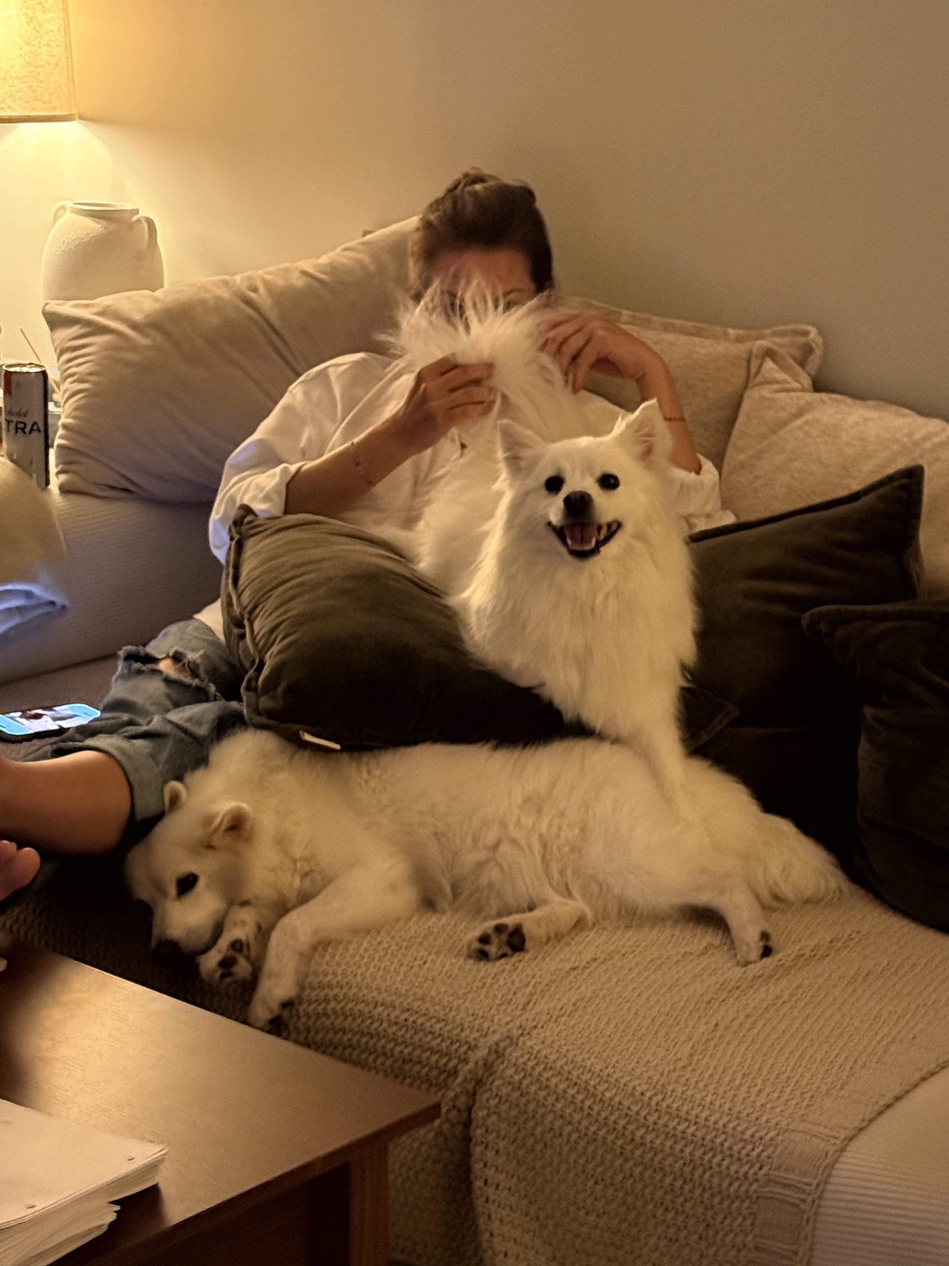 Enlarge Halo, a ADOPTABLE American Eskimo Dog in Wurtsboro, NY image 5/6