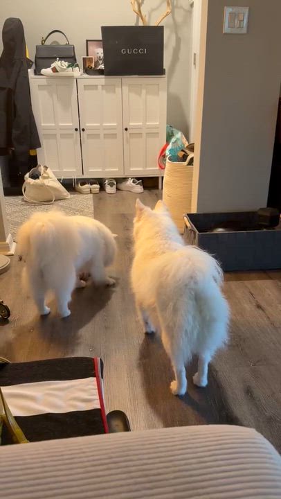Enlarge Halo, a ADOPTABLE American Eskimo Dog in Wurtsboro, NY video 3/6