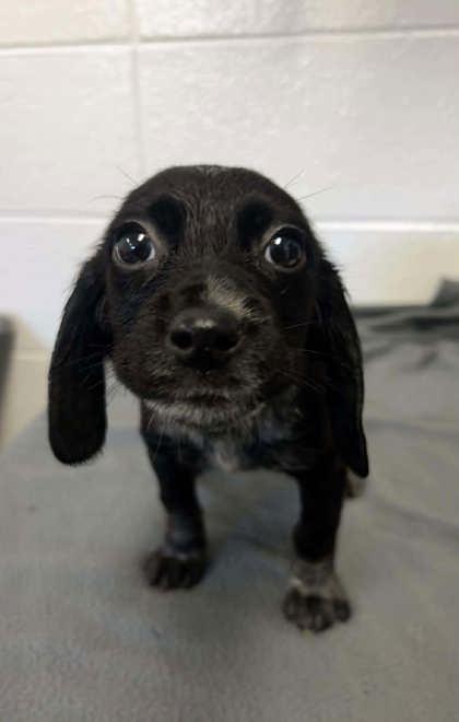 Yahtzee, Adoptable, Adult Female Beagle & Mixed Breed.