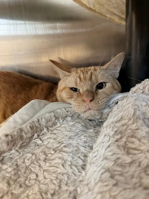 TRIXIE, Adoptable, Young Male Domestic Short Hair.