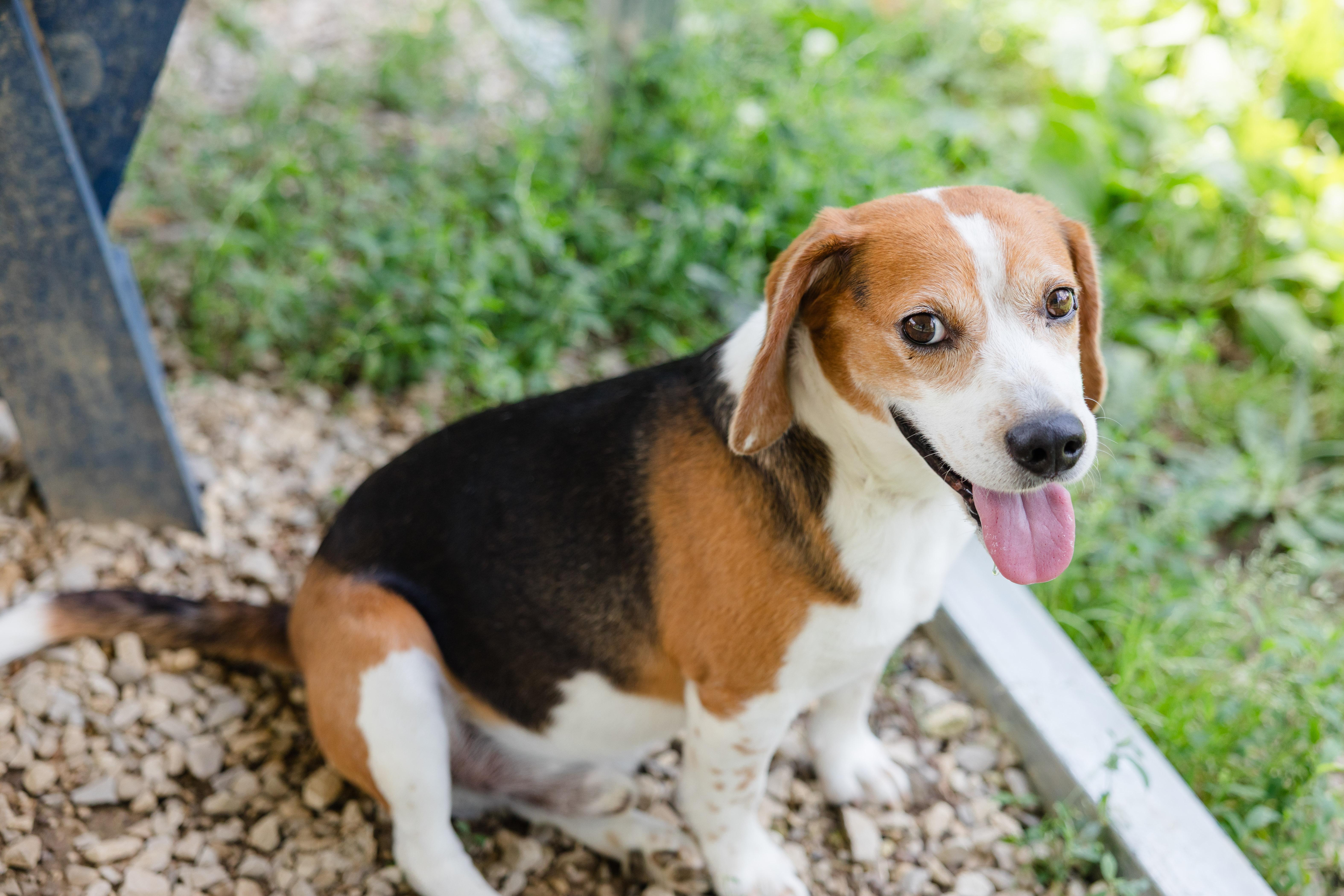 Enlarge Carl, a ADOPTABLE Beagle in Newburgh, IN image 2/4