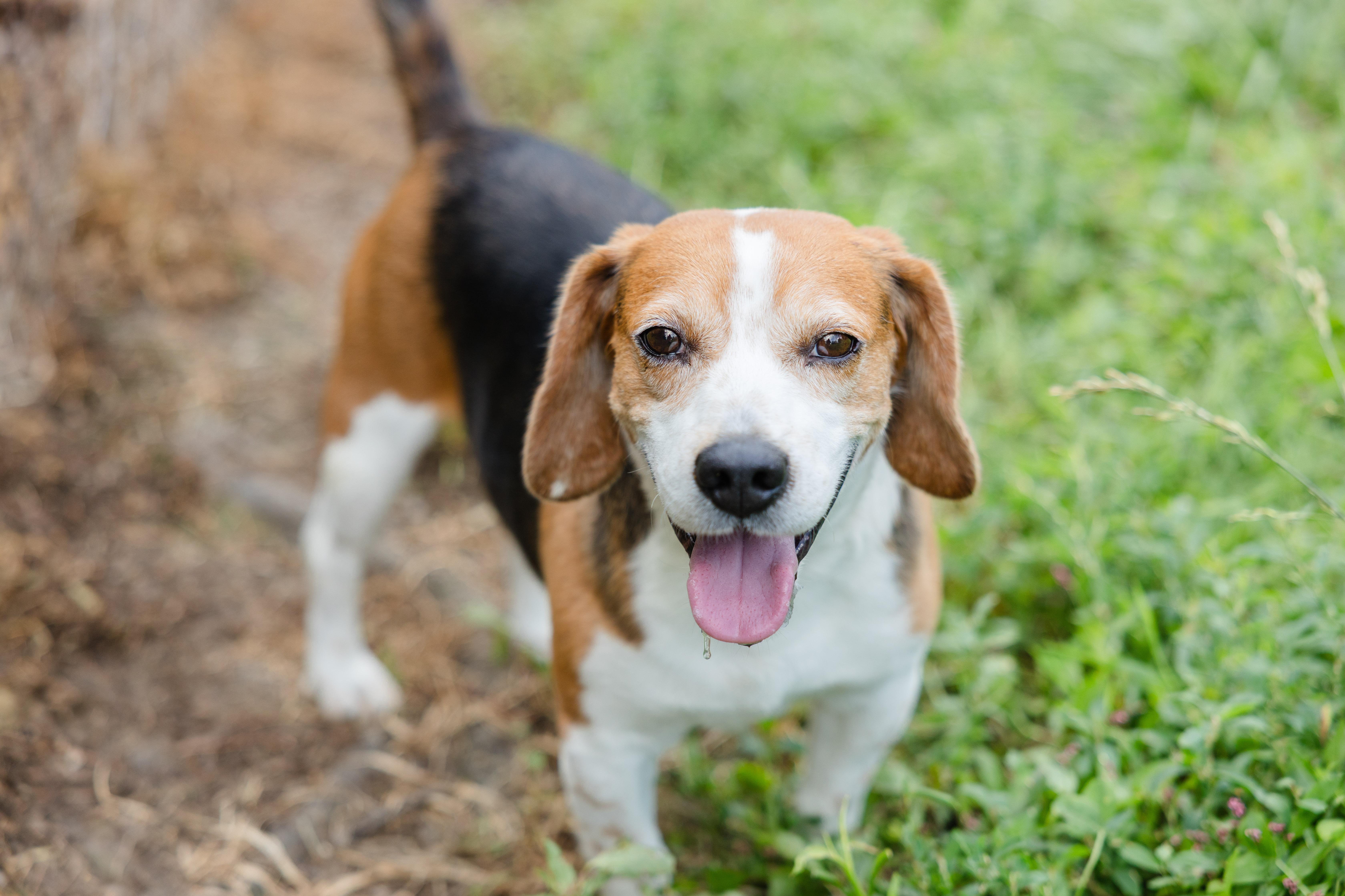 Enlarge Carl, a ADOPTABLE Beagle in Newburgh, IN image 4/4