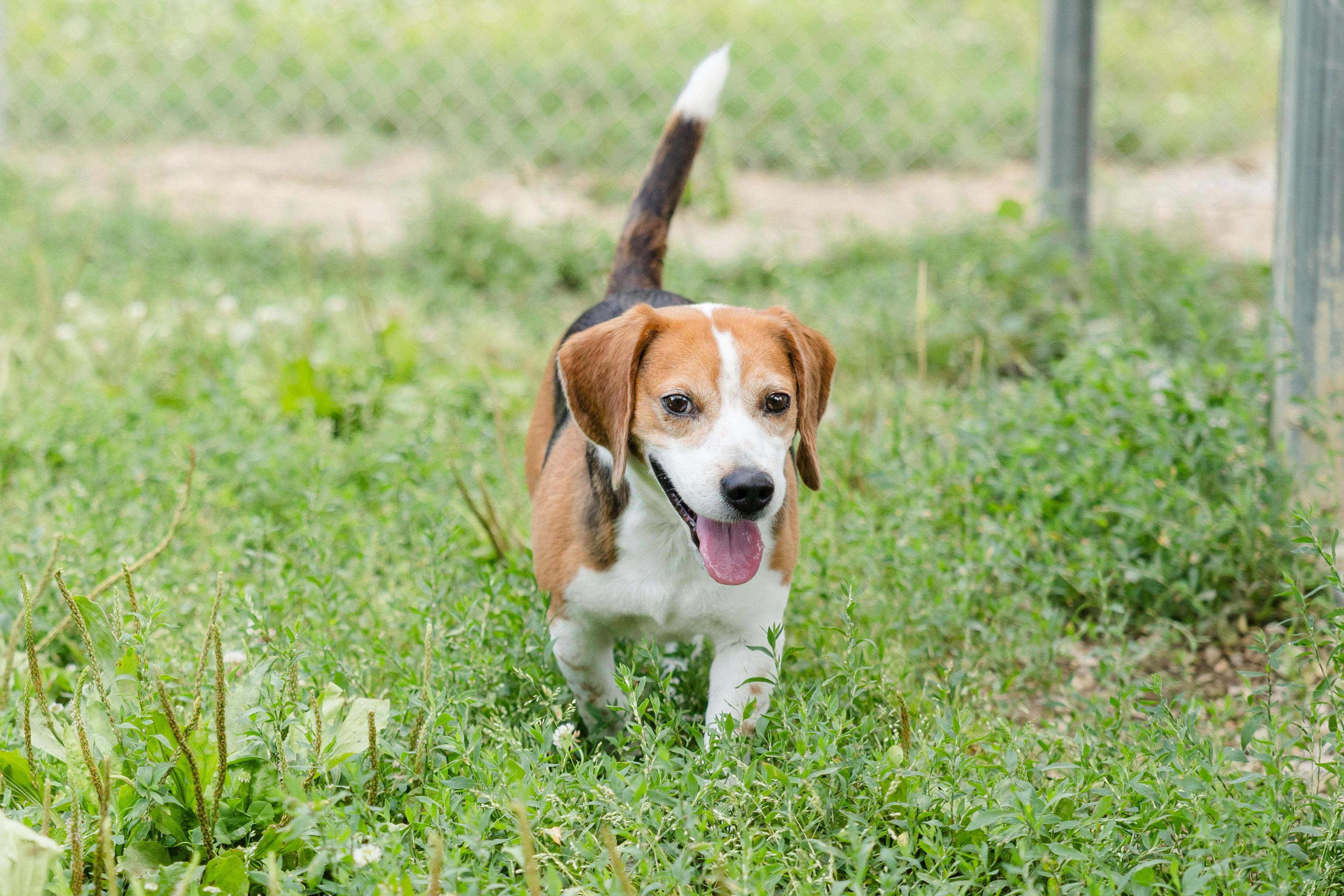 Enlarge Carl, a ADOPTABLE Beagle in Newburgh, IN image 3/4