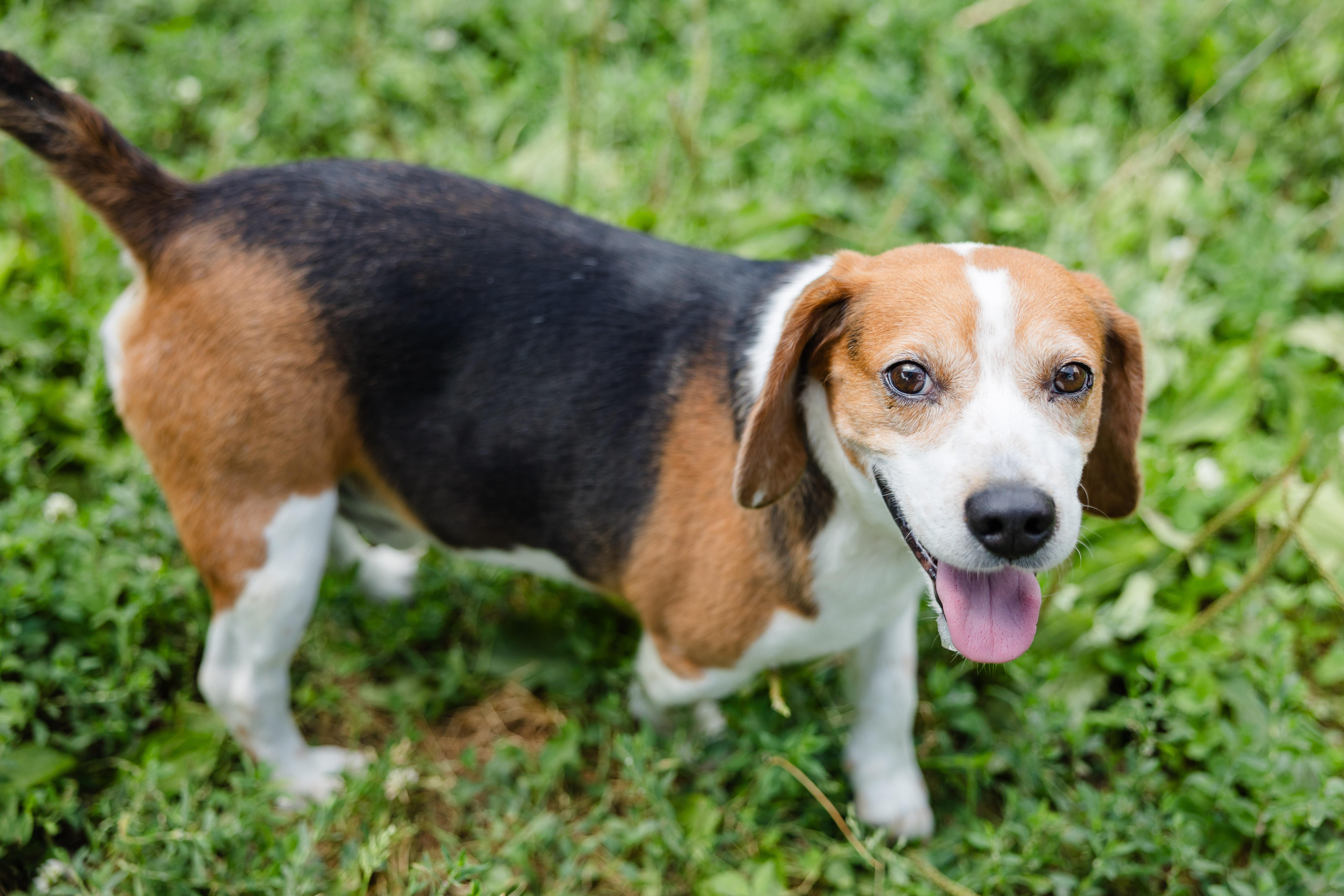 Carl, ADOPTABLE, Senior Male Beagle.
