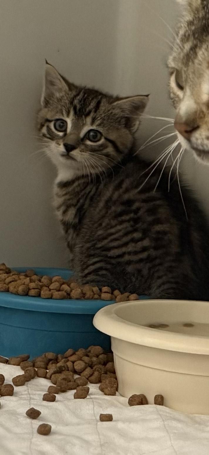 Peanut, Adoptable, Kitten Female Domestic Short Hair.