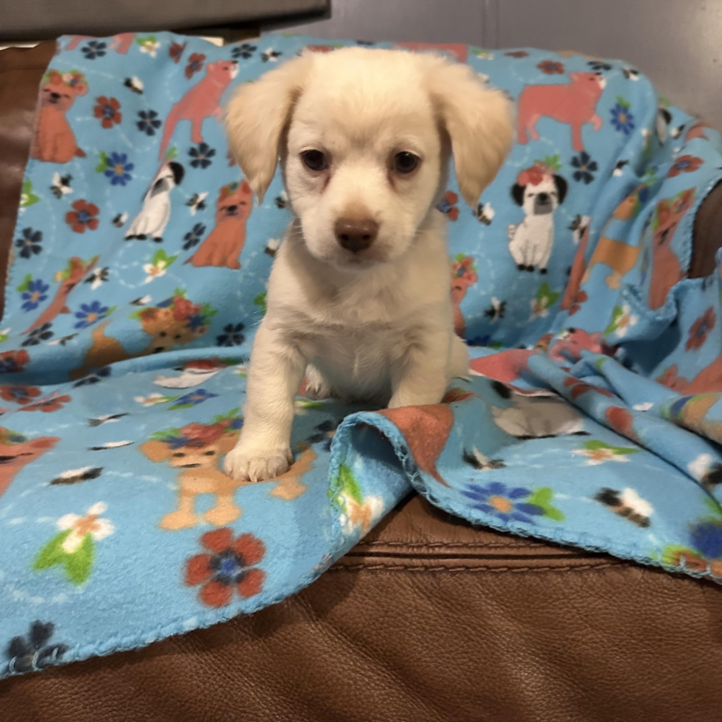 Bubbles, Adopted, Puppy Male Mixed Breed.