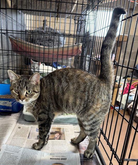 Violet — thumbnail 2