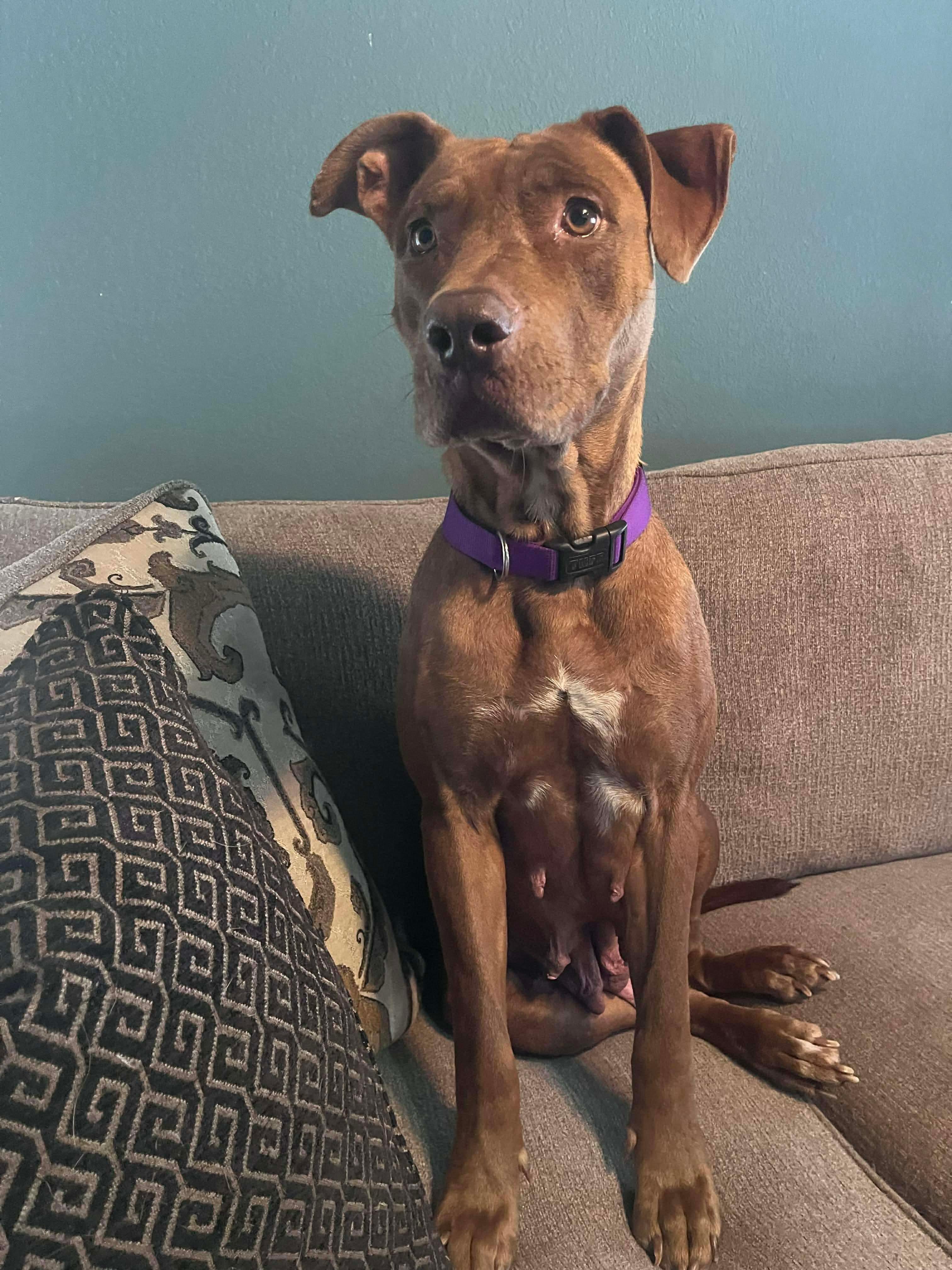 Enlarge Buttercup, a ADOPTABLE mixed breed in Boston, MA image 3/3