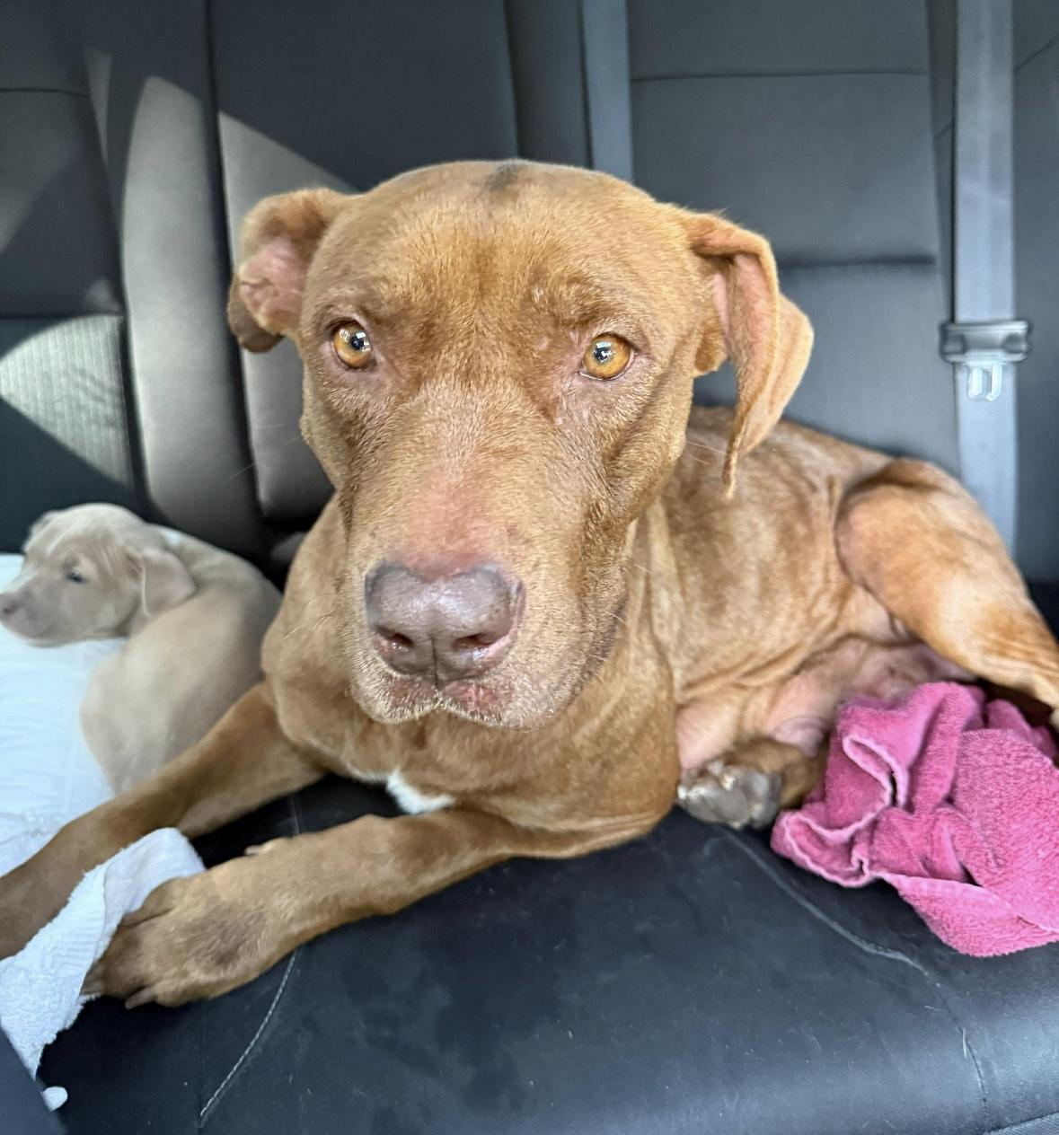 Enlarge Buttercup, a ADOPTABLE mixed breed in Boston, MA image 1/3