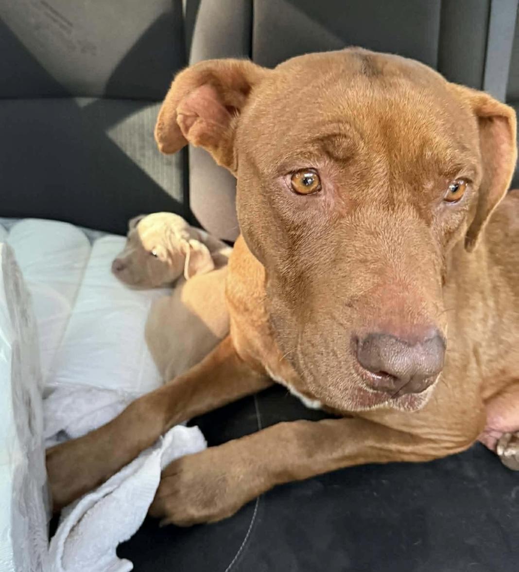 Buttercup thumbnail 4