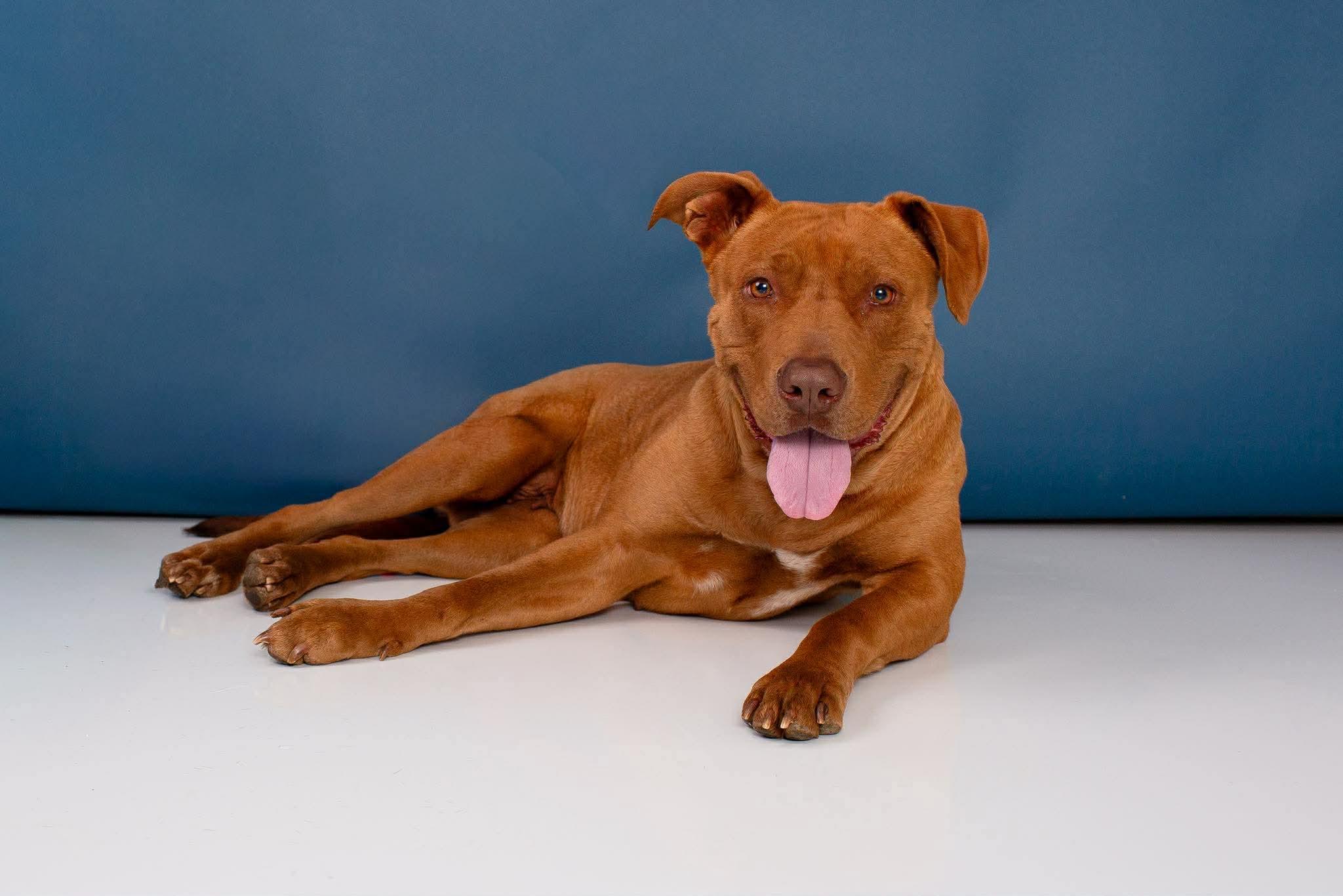 Enlarge Buttercup, a ADOPTABLE mixed breed in Boston, MA image 6/6