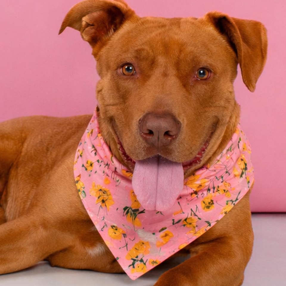 Buttercup, ADOPTABLE, Adult Female American Staffordshire Terrier & Pit Bull Terrier.