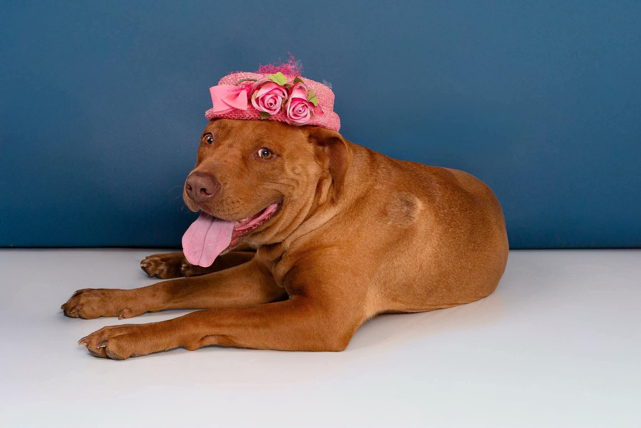 Enlarge Buttercup, a ADOPTABLE mixed breed in Boston, MA image 1/6